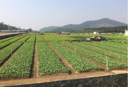 公明腊肠及无公害蔬菜等产品深受广大市